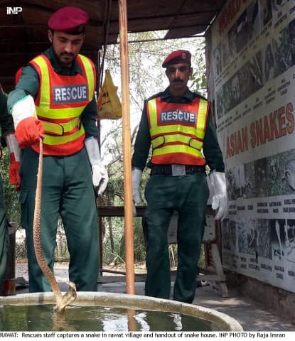 174 snake bite victims saved during flood | The Express Tribune